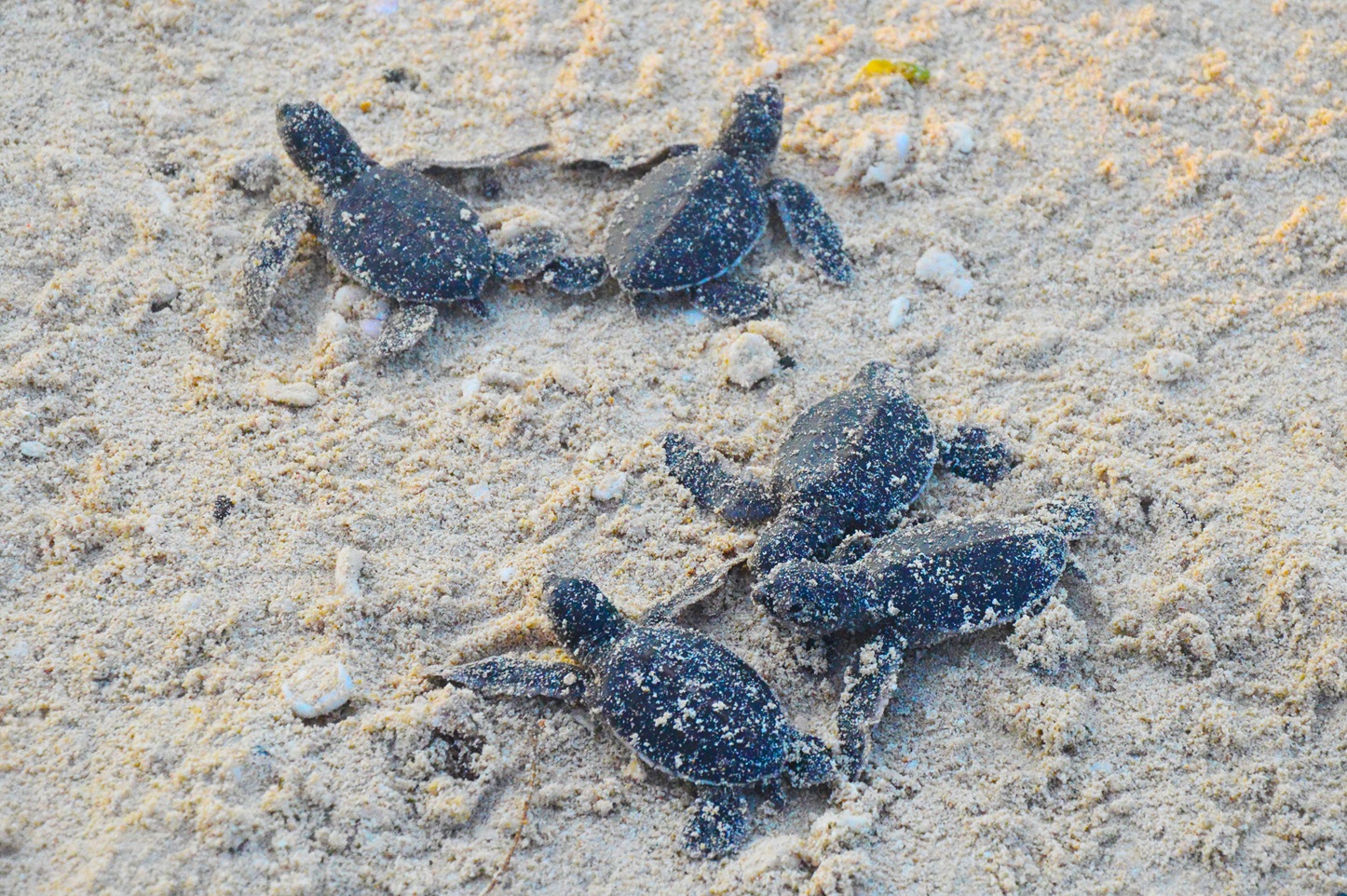 Environmental studies focusing on Turtle Island