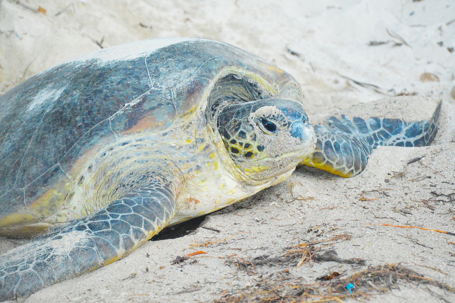 Marine protected areas for turtles Turtle Island